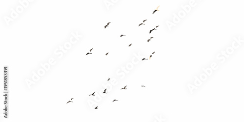 A flock of birds in flight against a bright white sky