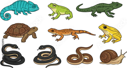 Charming Hand Drawn Reptile and Amphibian Collection Featuring Chameleon Frogs Tortoise Snakes and Salamander for Educational Nature and Wildlife Graphics