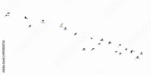 A flock of birds in flight against a bright clear white sky
