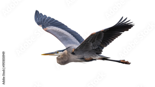 Foto Majestic Great Blue Heron in graceful flight, wings fully extended, isolated PNG