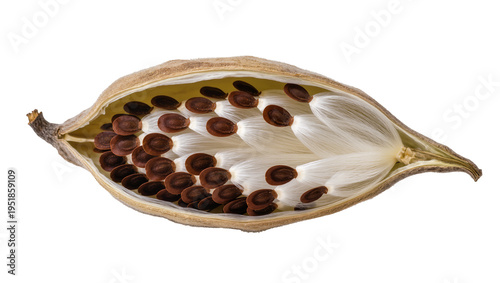 Open milkweed pod revealing numerous dark brown seeds with delicate white silky fibers, naturally isolated PNG on transparent background, botanical detail