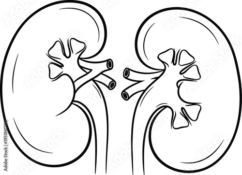 Kidney anatomy illustration, medical organ artwork, biology vector design, bold graphic icon, black white healthcare symbol