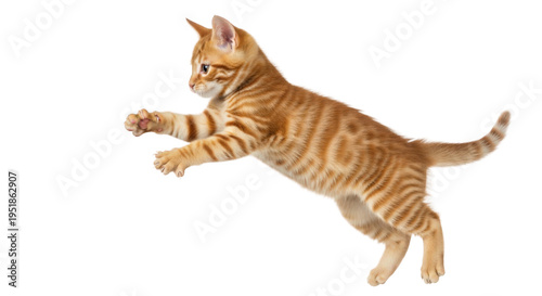 Cute ginger tabby kitten jumping isolated on transparent background