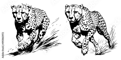 Cheetah running at high speed vector, wild animal predator in motion hand drawn ink sketch style