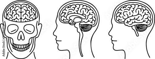 Detailed line art of human skull and brain from various angles, anatomical illustration