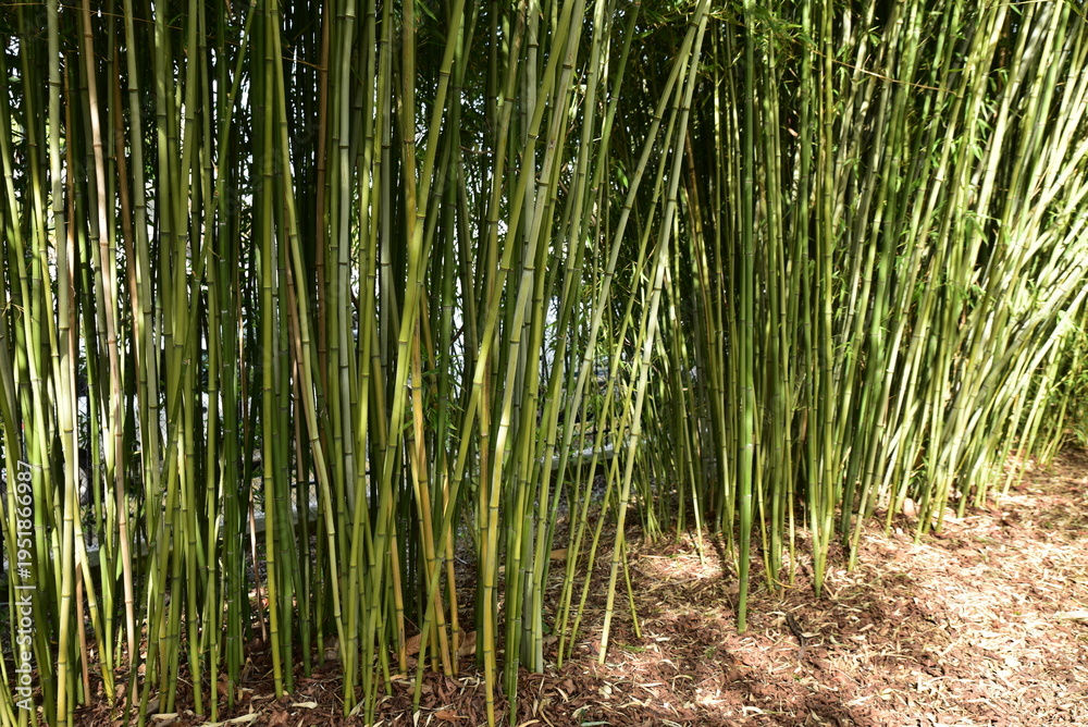 Fototapeta premium Bambous&nbsp;au&nbsp;jardin