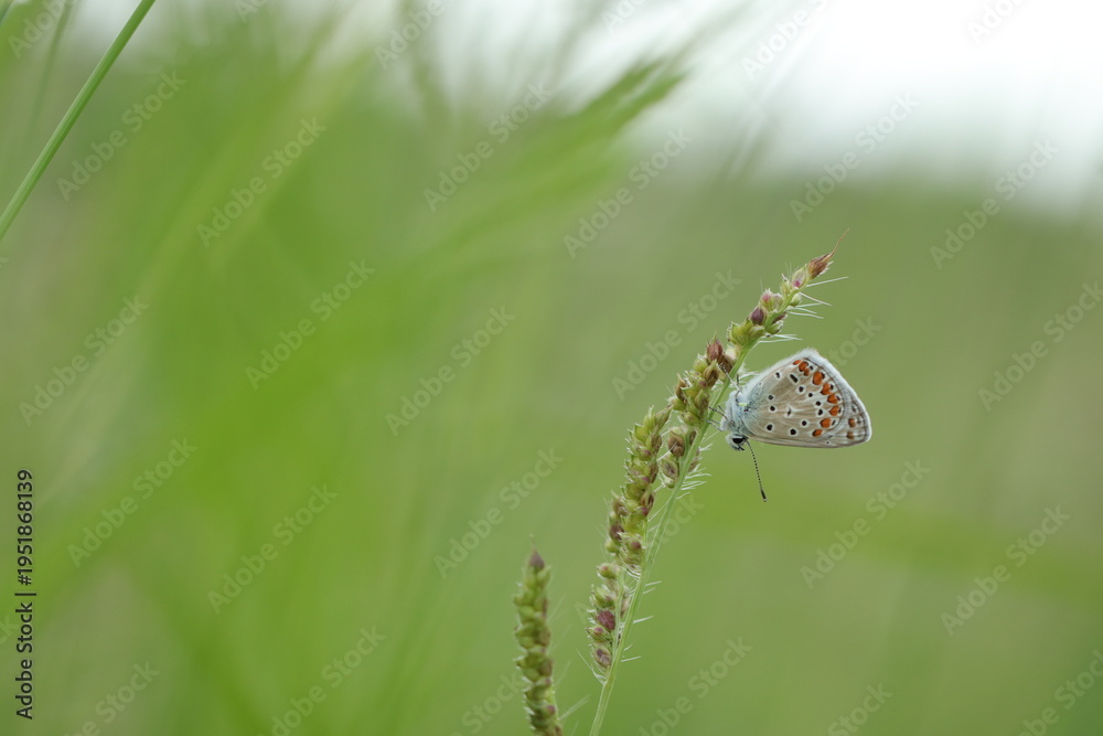 Fototapeta premium una farfalla licenide al tramonto