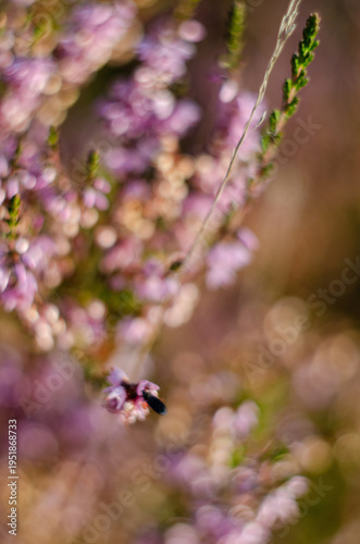 Pink heather flowers in sunlight