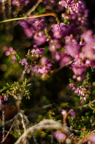 Pink heather flowers in sunlight