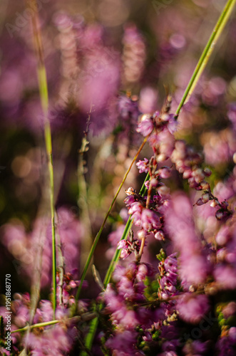 Pink heather flowers in sunlight