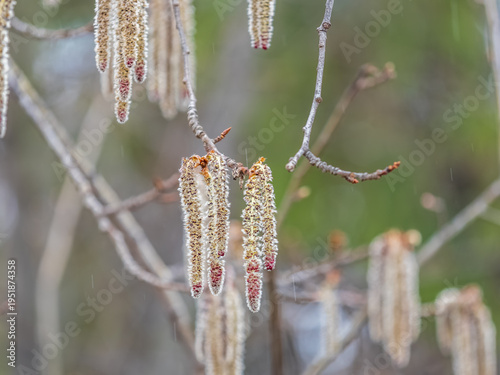 Backlit cluster of female European aspen or Quaking Aspen, Populus tremuloides, catkins, under the soft spring sun