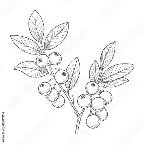 Black and white line of blueberry branches with leaves and berries leaf fruit