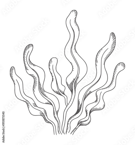 Black and white line of flowing seaweed underwater kelp ocean marine