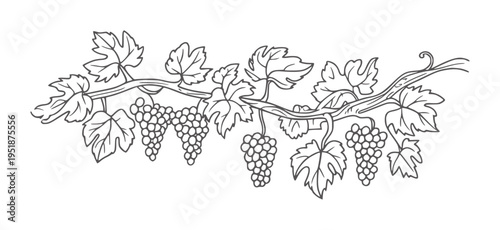 Black and white line of grapevines with clusters of grapes and leaves