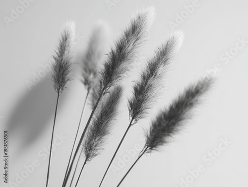 B&W close-up of several delicate, fluffy, ornamental grasses against a plain background