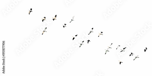 A flock of birds in flight against a bright white sky