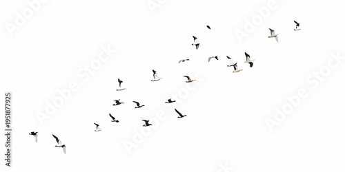 A flock of birds in flight against a bright white sky