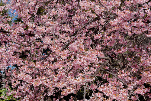 Bild auf Leinwand 画面いっぱいの大寒桜