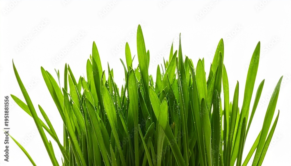 Fototapeta premium Close-Up of Vibrant Green Grass Blades