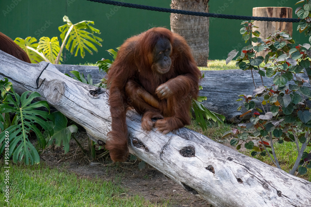 Obraz premium Sumatran Orangutan (Pongo abelii)