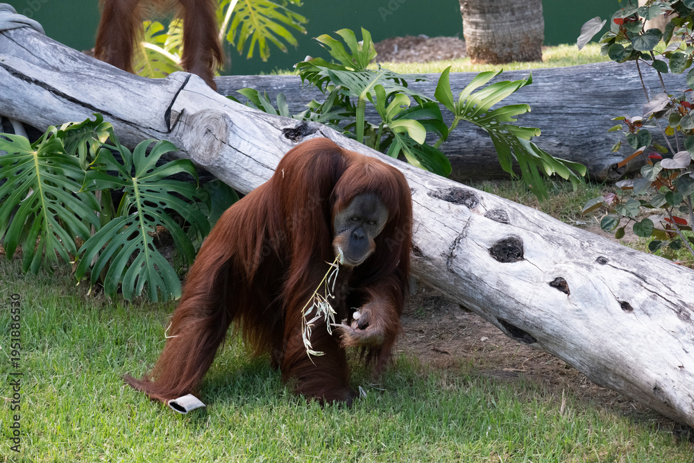 Obraz premium Sumatran Orangutan (Pongo abelii)
