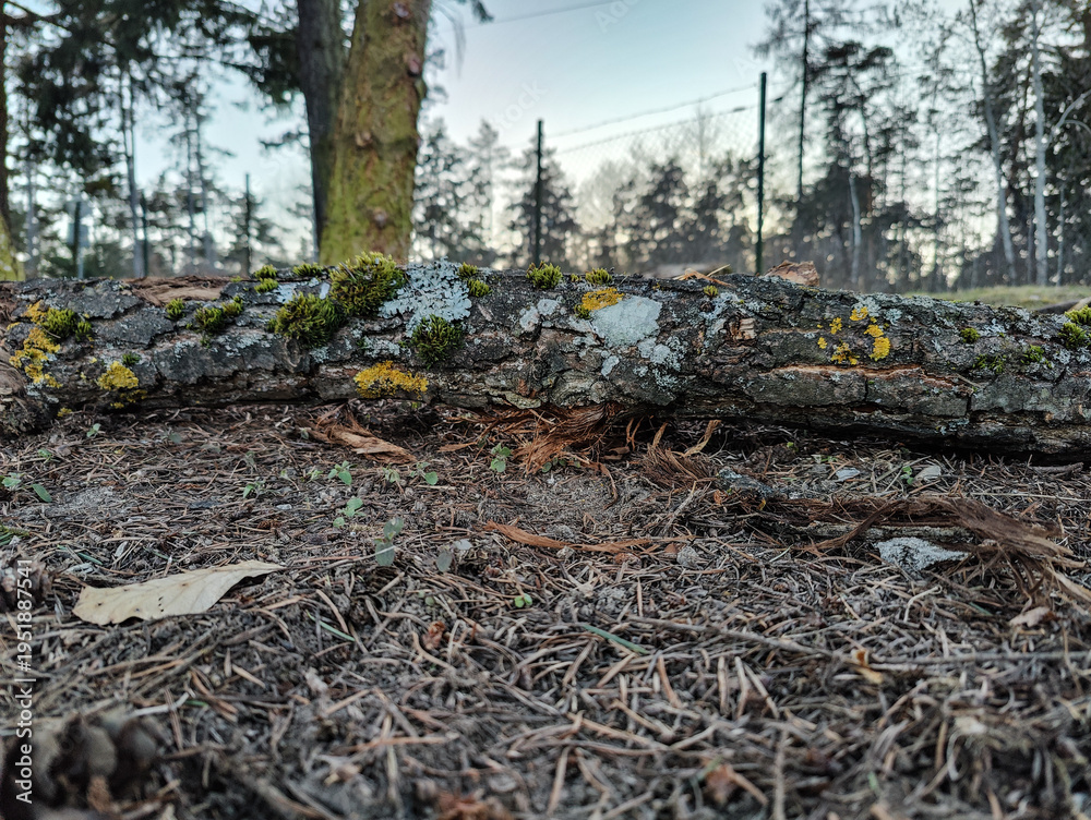 Obraz premium A fallen pine log covered in vibrant moss and lichen lies on a forest floor scattered with pine needles and dry leaves. Distant trees and soft light create a serene woodland atmosphere.