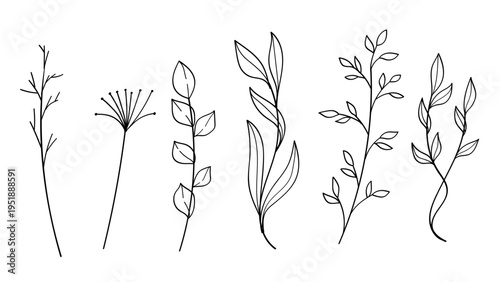 Hand drawn floral minimal elements in line art style. Greenery for decoration, wild and garden plants, branches, leaves
