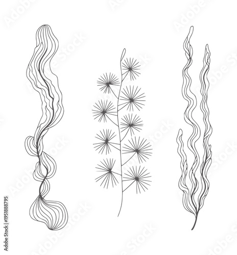 Black and white line of three types of seaweed kelp marine ocean underwater