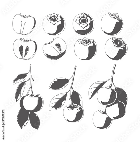Collection of persimmon showing whole fruit halves and branches with leaves food