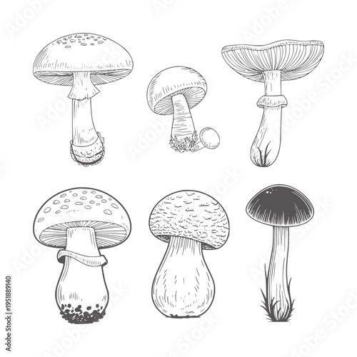 Six black and white line of various mushrooms fungi nature botanical wild