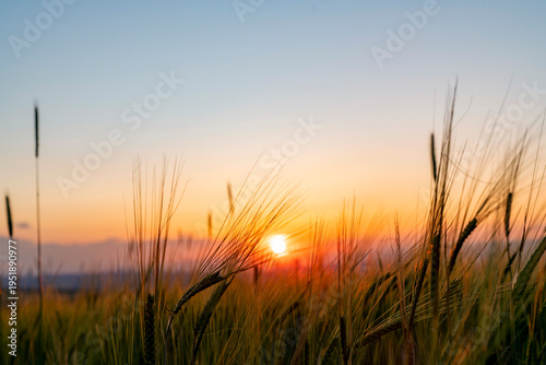 Golden sunset over wheat field with soft warm light and natural landscape