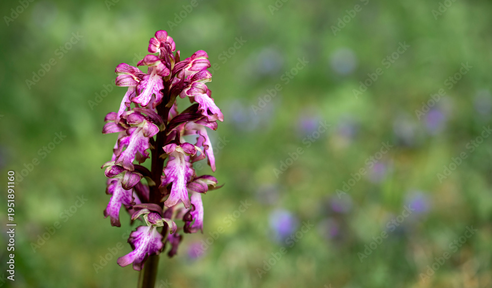 Fototapeta premium Giant orchid (himantoglossum robertianum) wild flower blooming in a sunny meadow, Saint-laurent-des-arbres, Gard, France