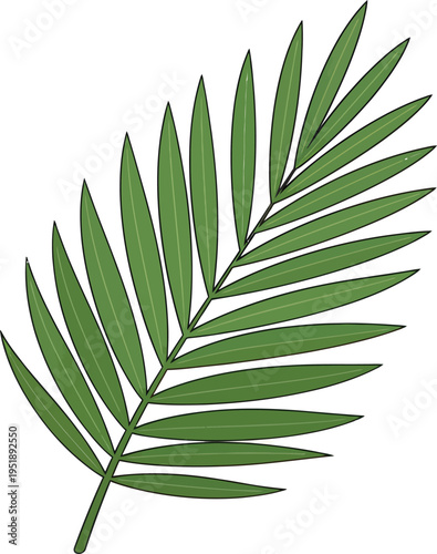Green palm leaf frond, a symbol of tropical destinations and summer vacations, providing a natural and exotic decorative element, isolated