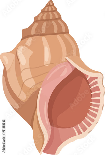 Illustrated seashell vector with spiral shape and pink interior opening isolated on transparent background for summer