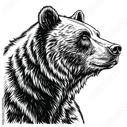 Hand drawn portrait of a grizzly bear head, black and white ink illustration