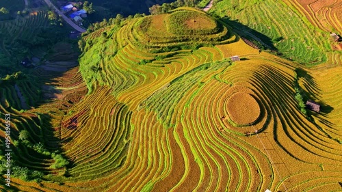 Golden rice terraces during the harvest season in Vietnam