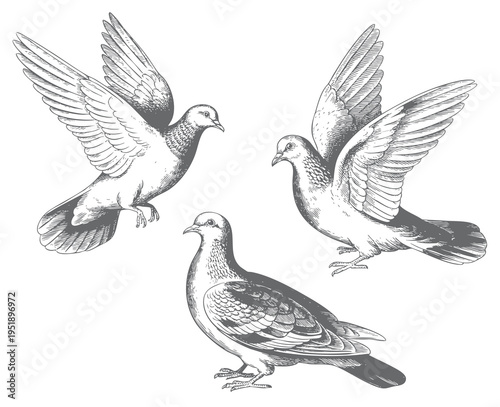 Collection of flying pigeons in vintage engraving illustration style. Monochrome pigeon flight artwork sketch style.

