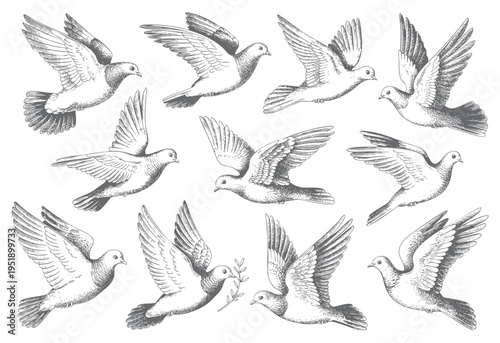 Collection of flying pigeons in vintage engraving illustration style. Monochrome pigeon flight artwork sketch style.
