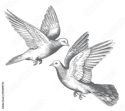Pair of flying pigeons captured in vintage engraving illustration style.