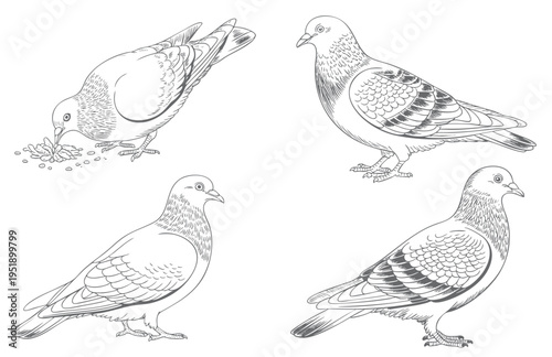 Vintage pigeon multiple poses illustrated in monochrome engraving technique.