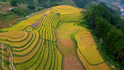 Golden rice terraces drone flight in Vietnam