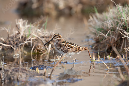 Schilderij op canvas Migratory jack snipe (Lymnocryptes minimus) walking among tussocks in an artesia