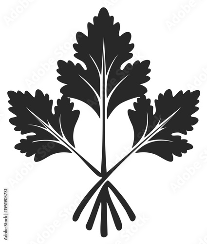 Black and white illustration of fresh parsley leaves, vector graphic.