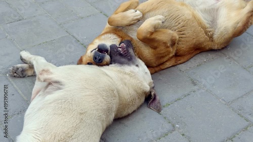 Two stray street dogs lying on pavement and interacting playfully. Natural social canine behavior in an urban street environment.