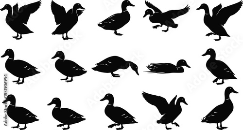 Duck Silhouette Vector Set Featuring Different Waterfowl Poses Including Flying Swimming Standing and Walking for Nature Wildlife Hunting and Farm Animal Concept