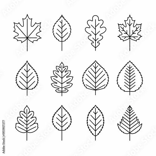 Variety of Leaf Drawings A Collection of Line Art Images Displaying the Shapes and Structures of Leaves from Different Trees Suitable for Nature Studies and Educational Materials Leaf