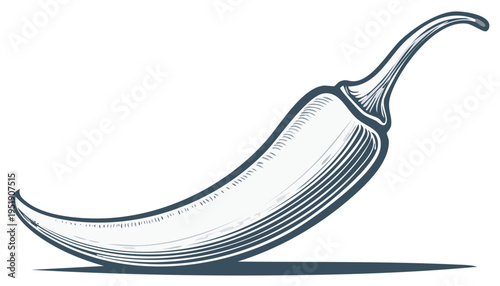 Detailed illustration of a chili pepper in vintage engraving style, with shadow