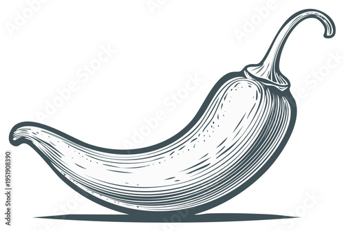Hand-drawn illustration of a single jalapeño pepper in a vintage engraving style