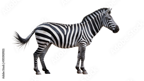 Majestic African zebra standing gracefully, full body side view with striking black and white stripes, isolated on transparent background, wild animal PNG