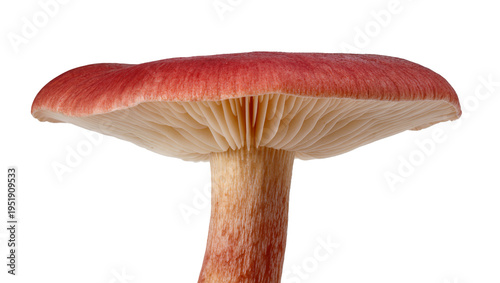 Photography Vibrant reddish-pink mushroom with detailed gills and textured stem, perfectly i